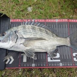 クロダイ