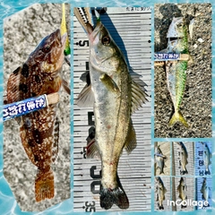 フッコ（マルスズキ）の釣果