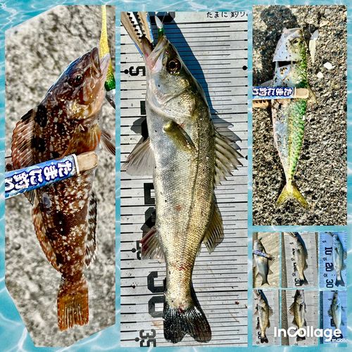 フッコ（マルスズキ）の釣果