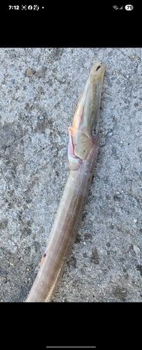 アオヤガラの釣果