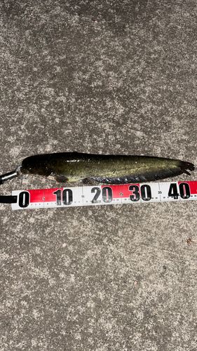 ナマズの釣果