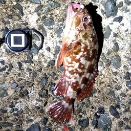 カサゴ