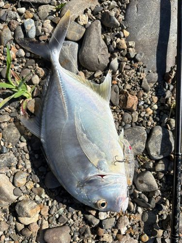 メッキの釣果
