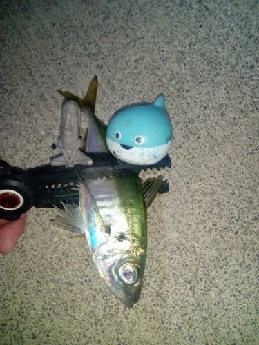 マアジの釣果