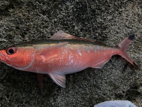 タカサゴの釣果