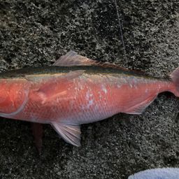 タカサゴ