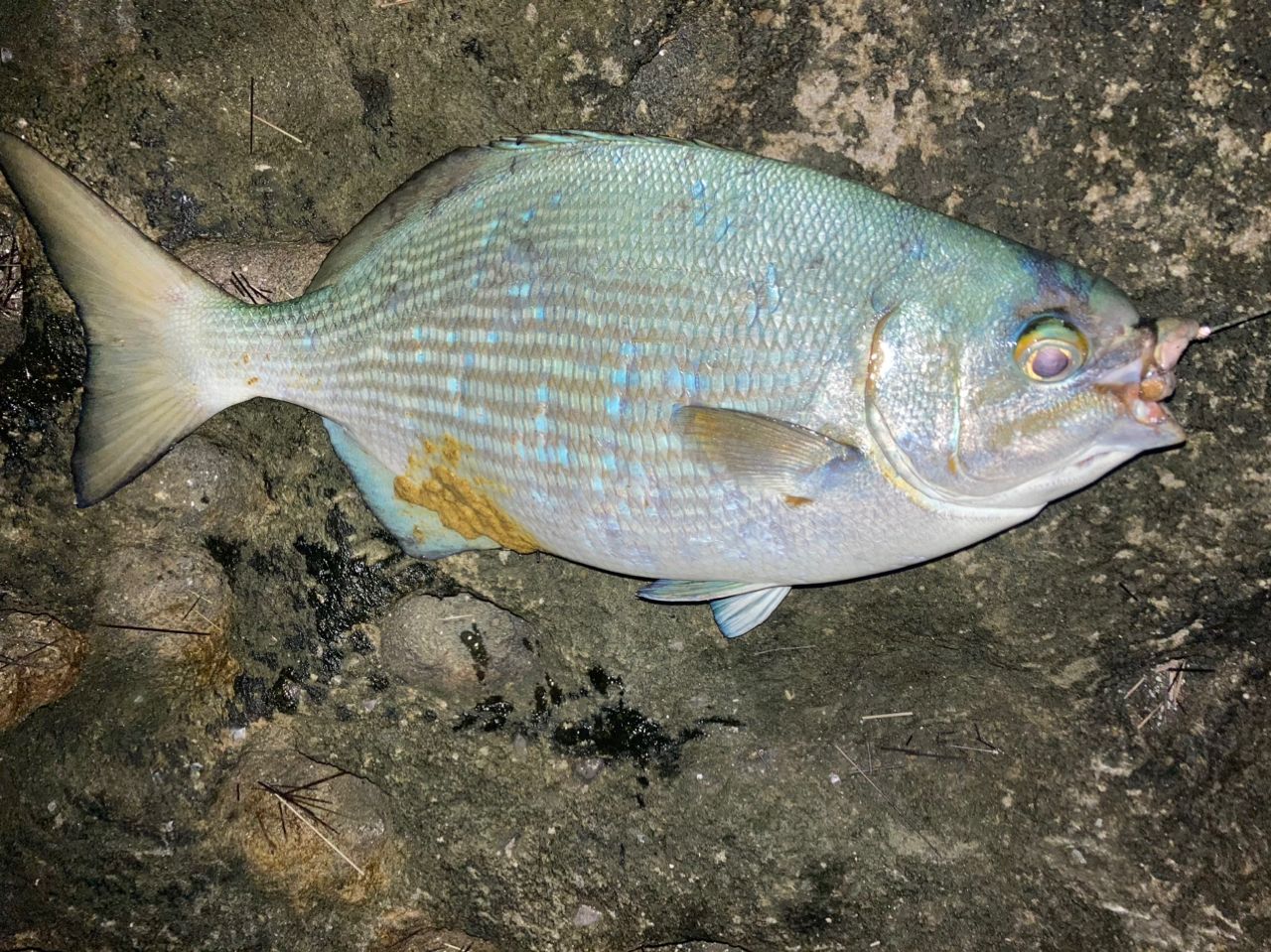 タカサゴ