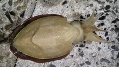 コウイカの釣果