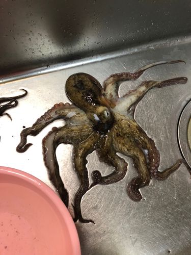 マダコの釣果