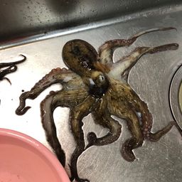 マダコ