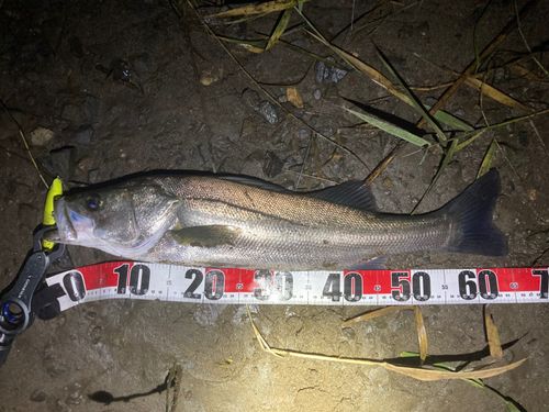 スズキの釣果