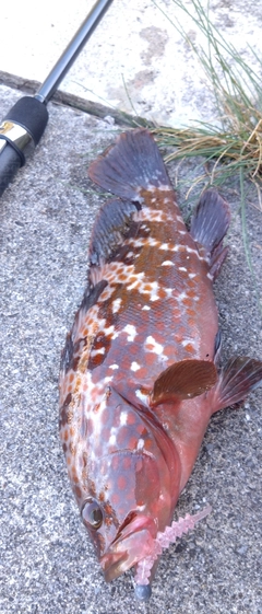 キジハタの釣果