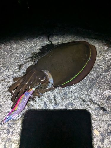コウイカの釣果