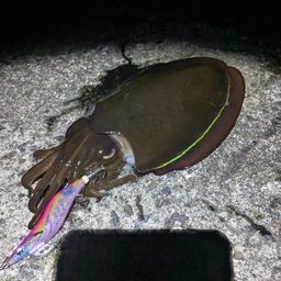 コウイカ