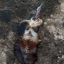 アオリイカ