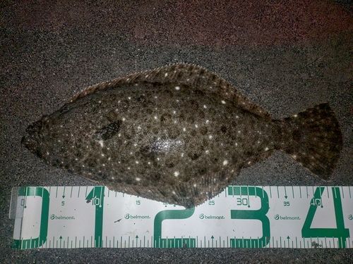 ヒラメの釣果