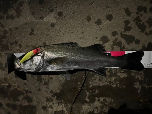 シーバスの釣果