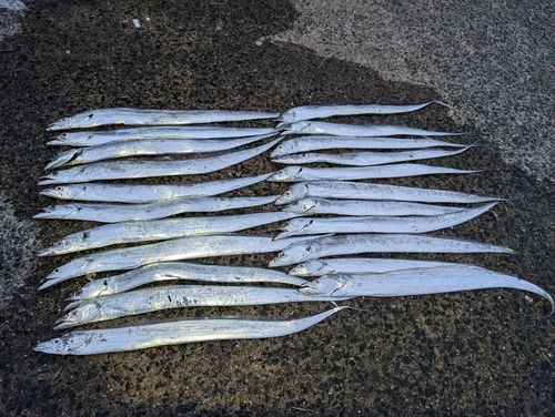 タチウオの釣果