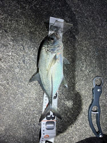 メッキの釣果