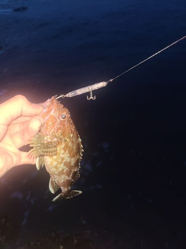 アラカブの釣果