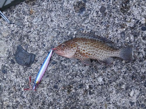 オオモンハタの釣果