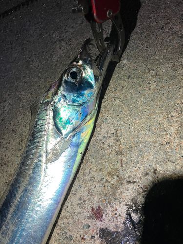 タチウオの釣果