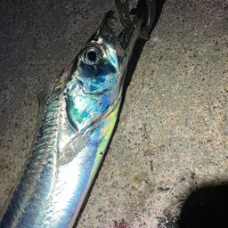 タチウオ