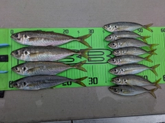 アジの釣果