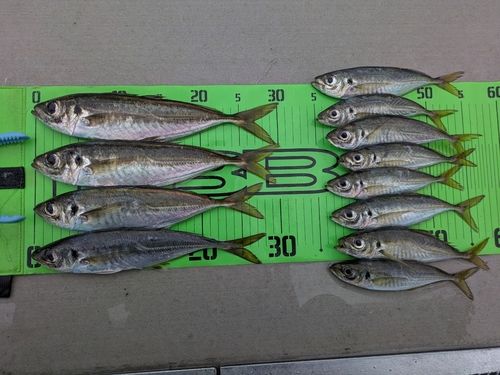 アジの釣果