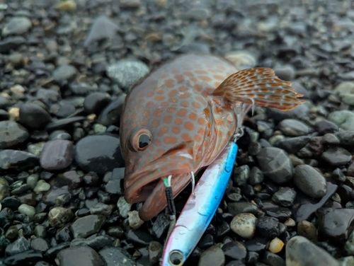 オオモンハタの釣果