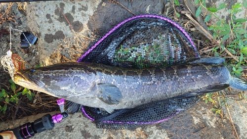 ライギョの釣果