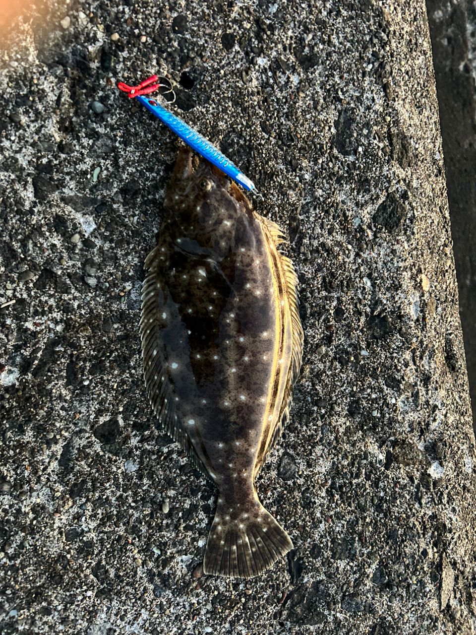 ヒラメ