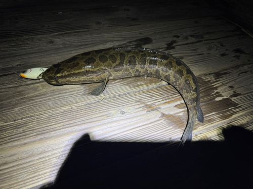 カムルチーの釣果