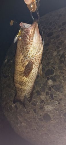 オオモンハタの釣果