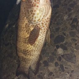 オオモンハタ
