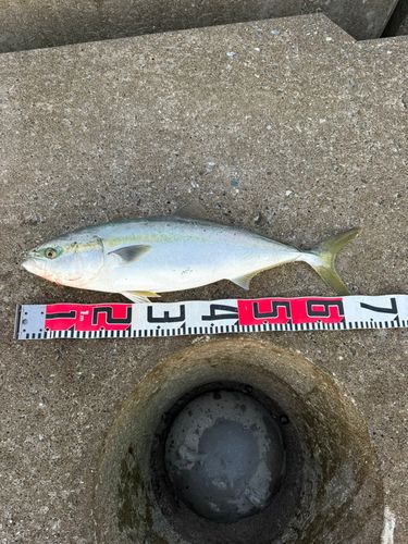 イナダの釣果
