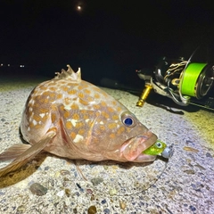 キジハタの釣果