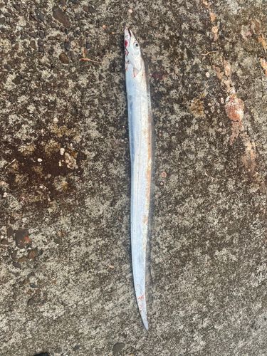 タチウオの釣果