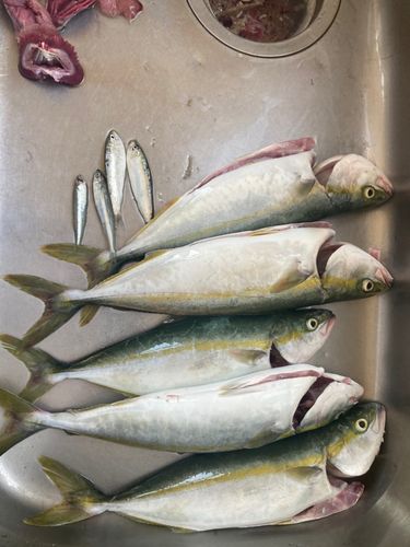 ワカシの釣果