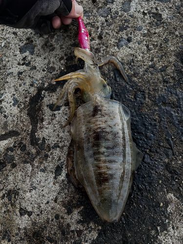 アオリイカの釣果