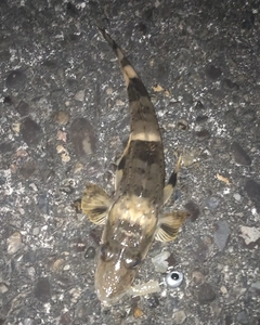 イネゴチの釣果