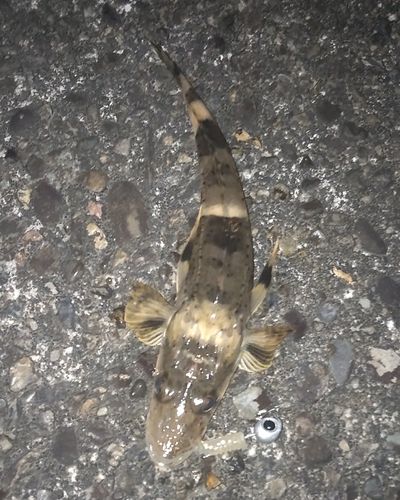 イネゴチの釣果