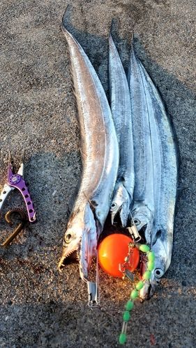 タチウオの釣果