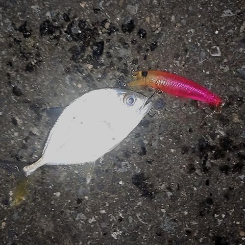 メッキの釣果
