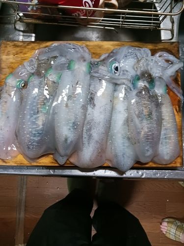アオリイカの釣果