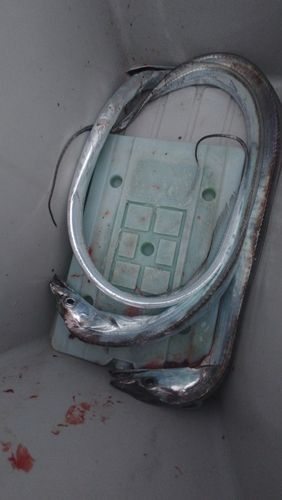 タチウオの釣果