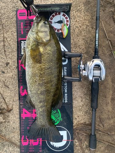 スモールマウスバスの釣果
