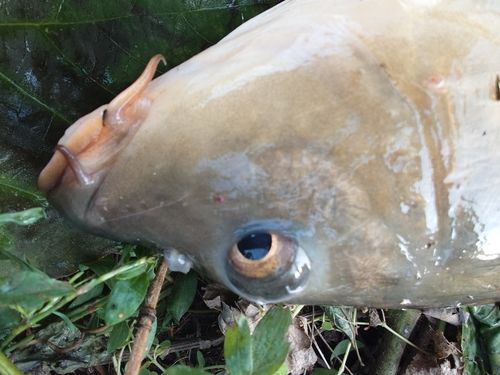 コイの釣果