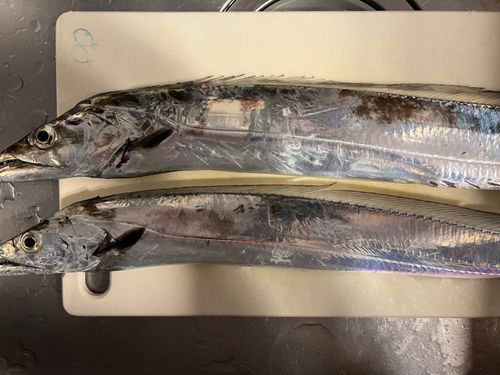 タチウオの釣果