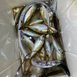アジ